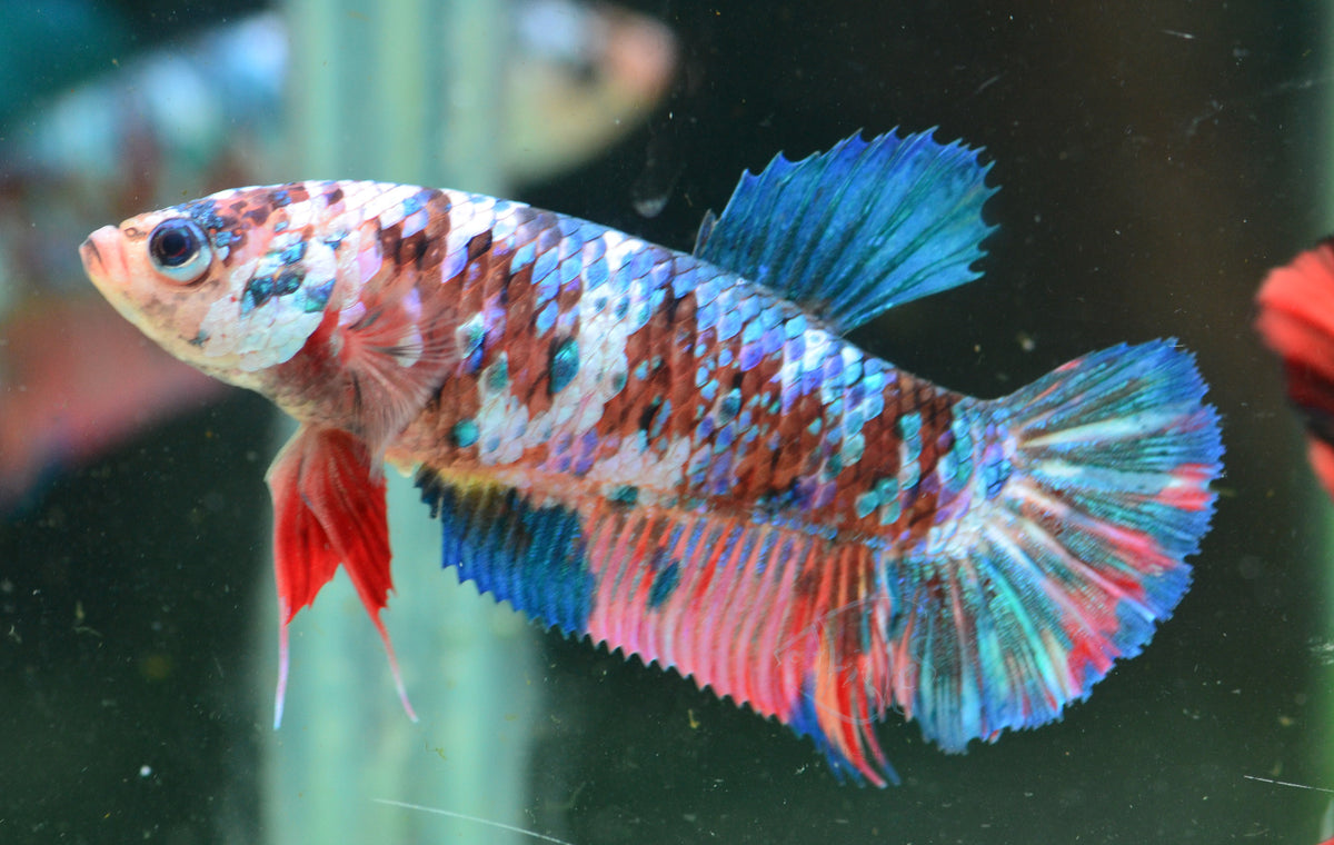 Giant Galaxy HMPK Female