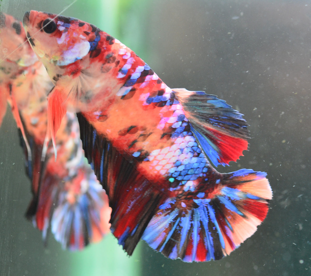 Giant  Nemo Galaxy HMPK Female