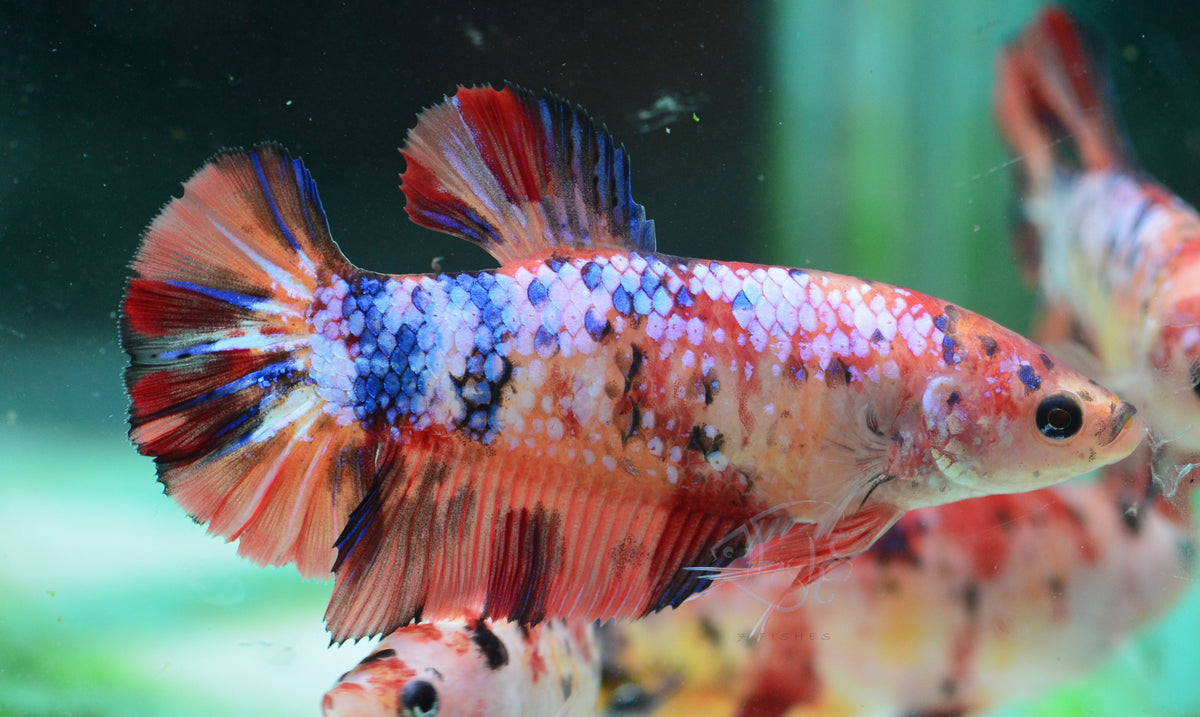 Giant  Nemo Galaxy HMPK Female