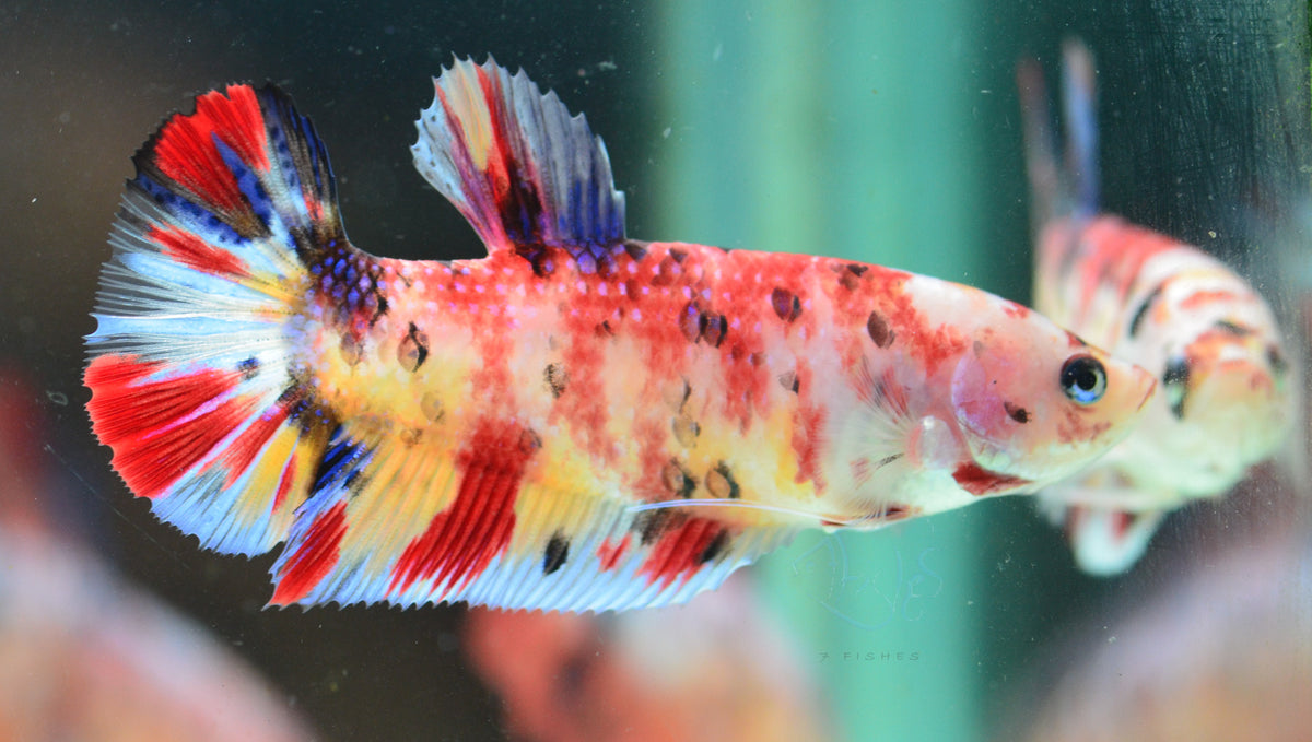 Giant  Nemo HMPK Female