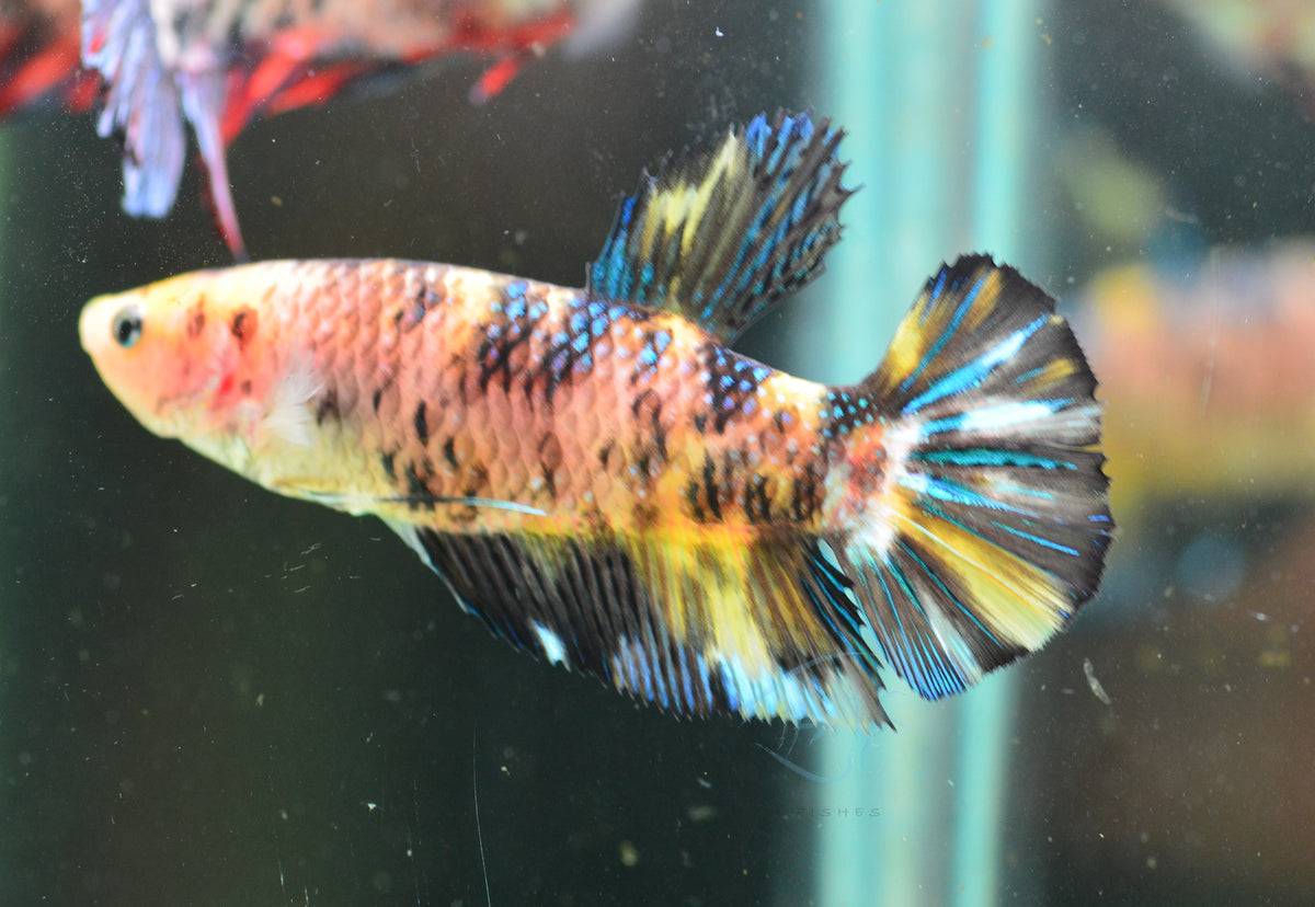 Giant Yellow Koi HMPK Female