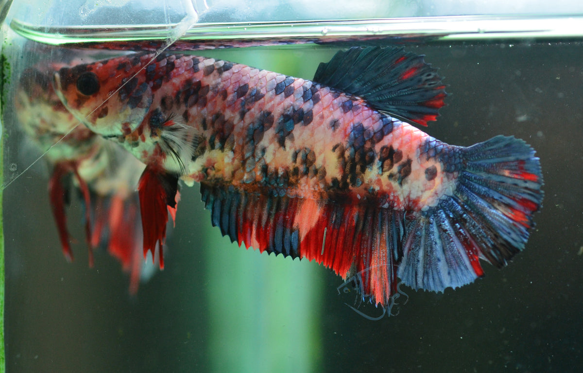 Giant Galaxy HMPK Female