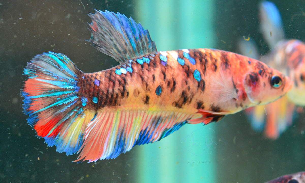 Giant Nemo HMPK Female