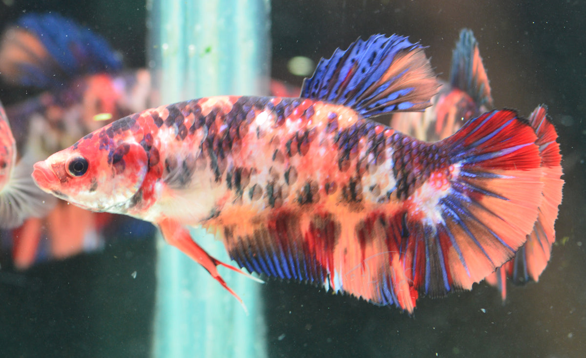 Giant Nemo HMPK Female