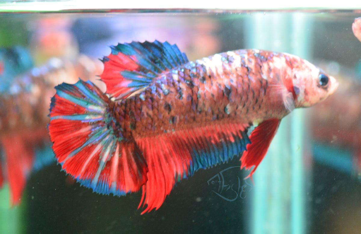 Giant Red Fancy HMPK Female