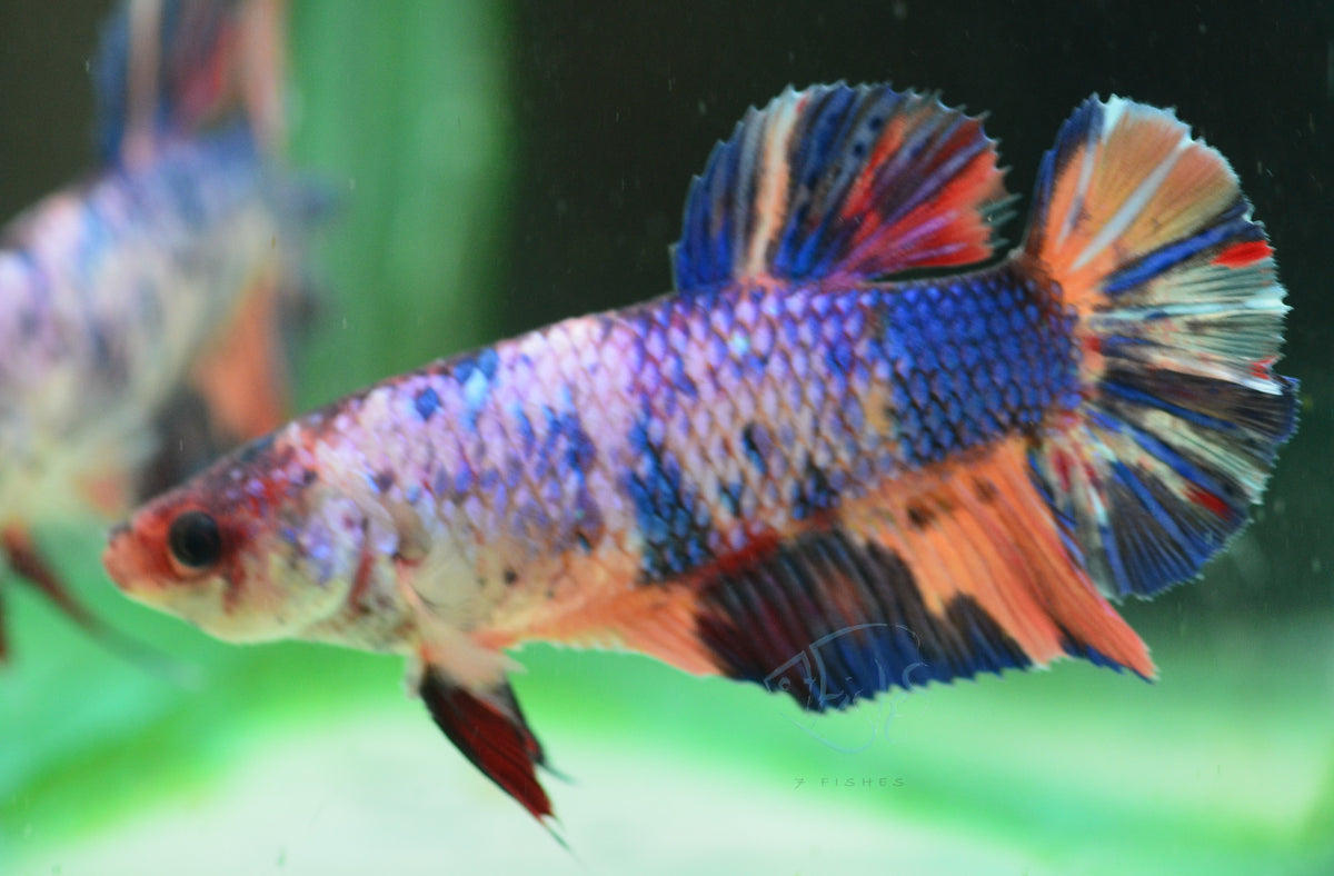 Giant Multicolour HMPK Female