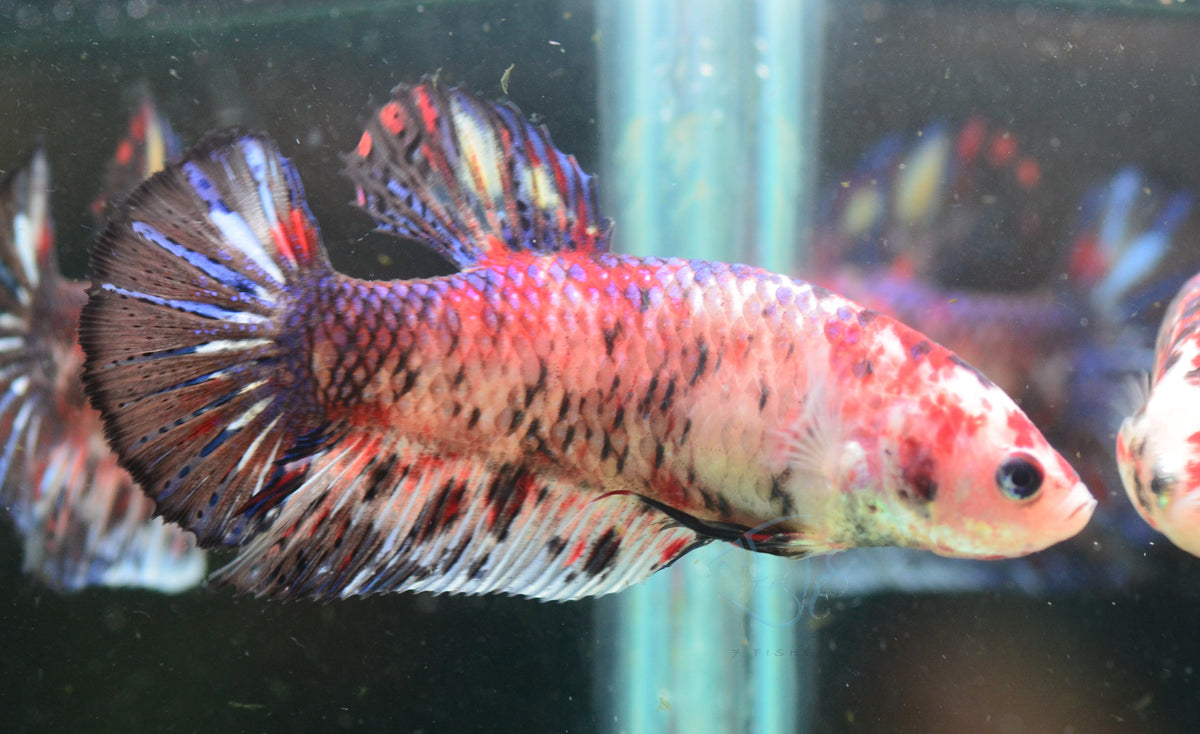 Giant Koi HMPK Female