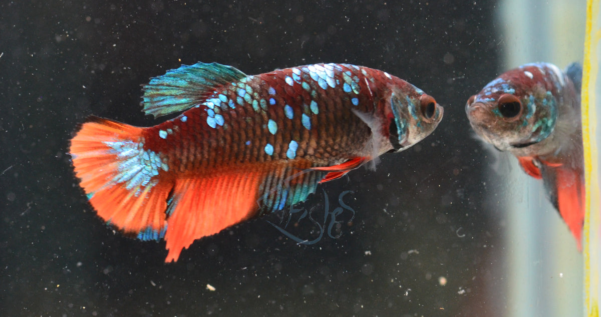 Black Nemo HMPK Female