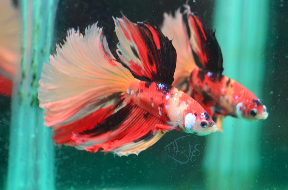 Nemo Halfmoon Male | Seven Fishes