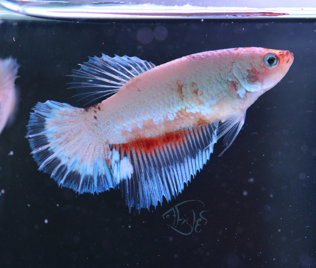 Opal Halfmoon Female