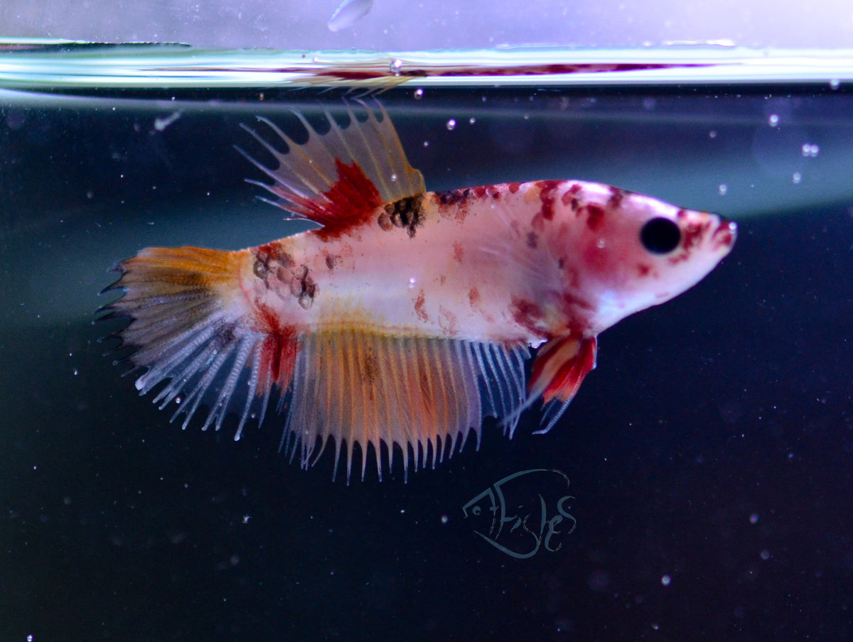 Nemo Crowntail Female