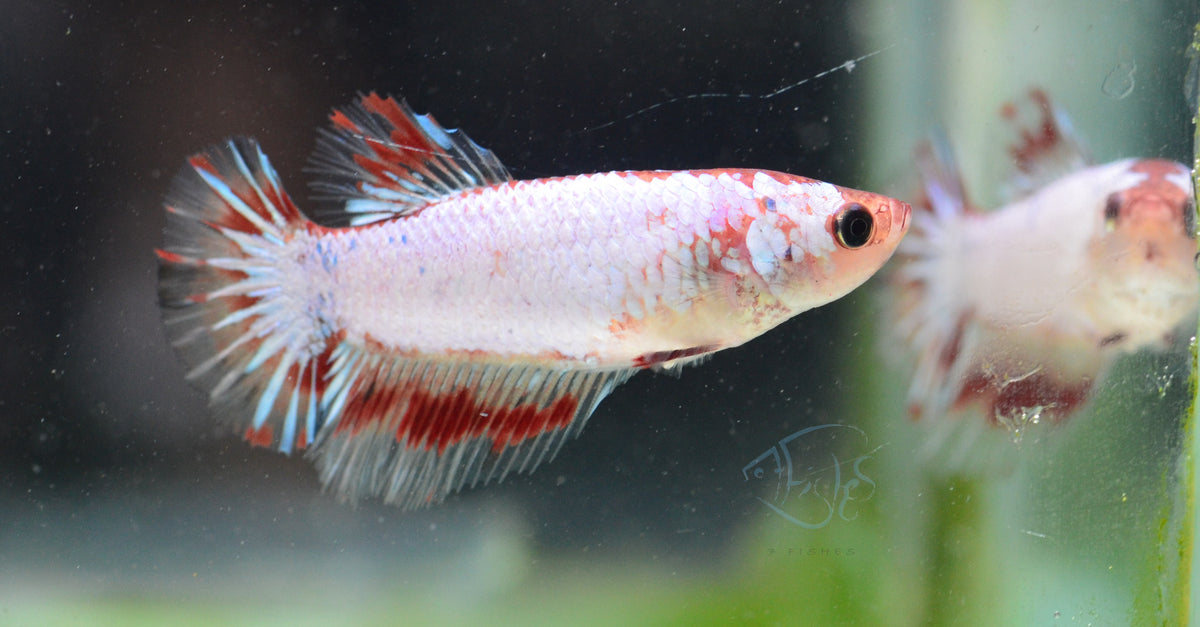 Platinum Marble Halfmoon Female