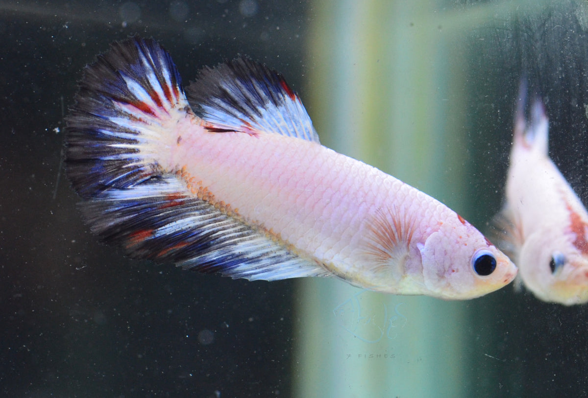 Fancy Rim Halfmoon Female