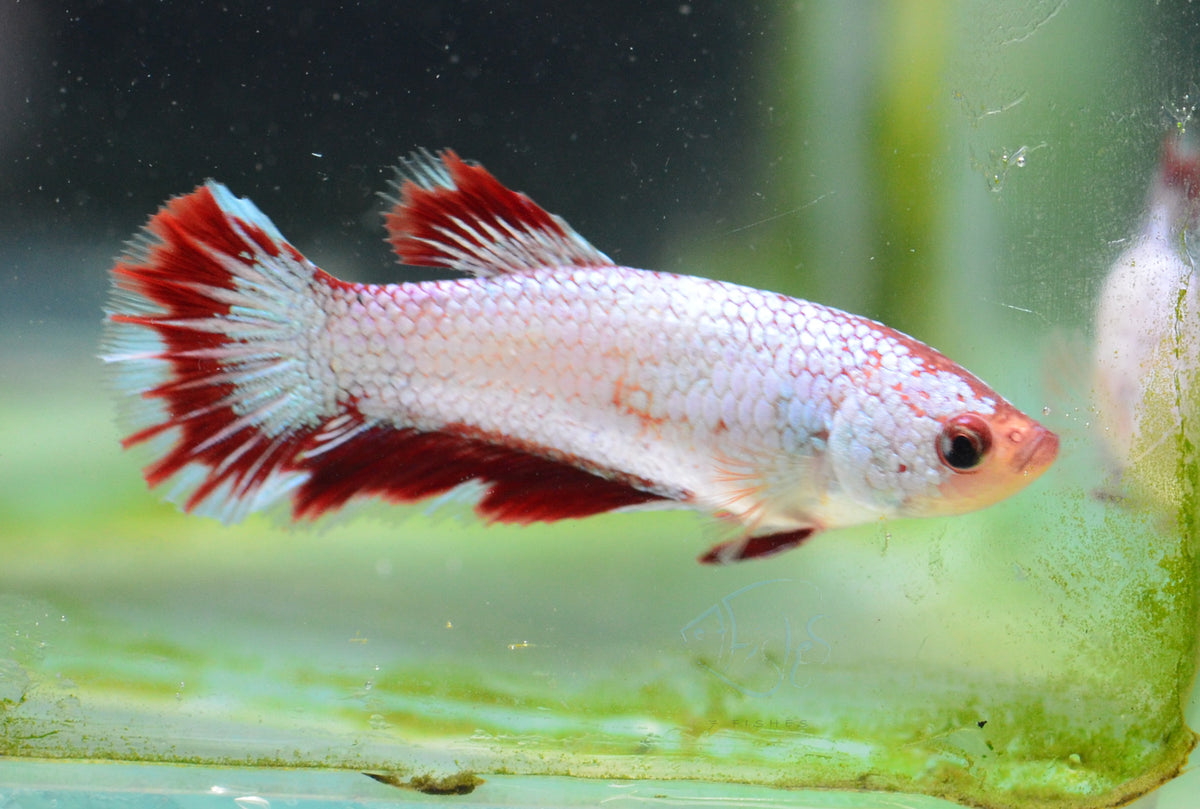 Red Marble Halfmoon Female