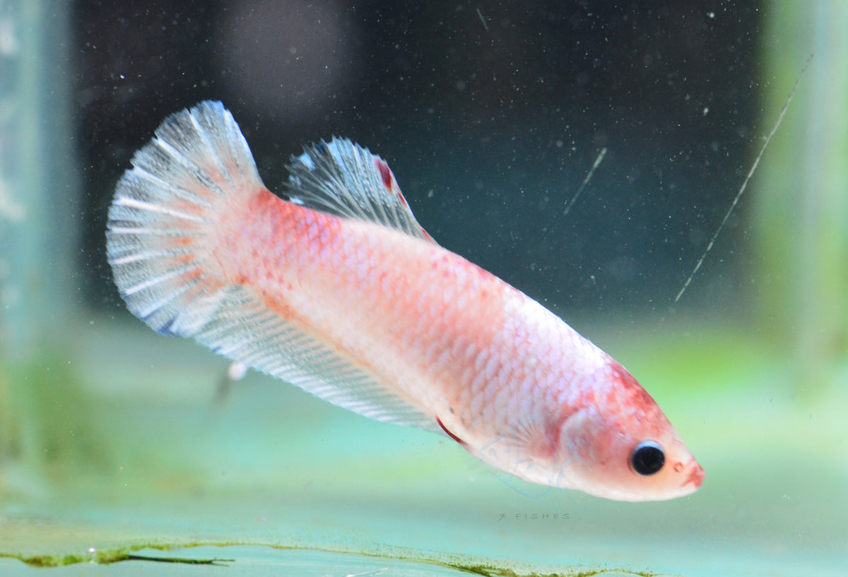 Marble Halfmoon Female