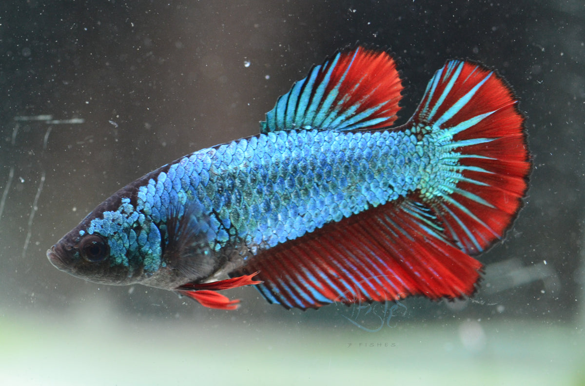 Bicolour Halfmoon Female