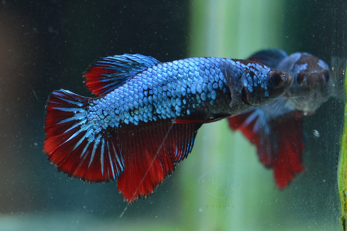 Bicolour Halfmoon Female