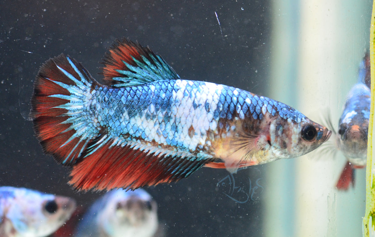 Turquoise Marble Halfmoon Female