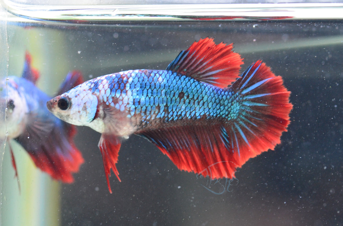 Turquoise Marble Halfmoon Female