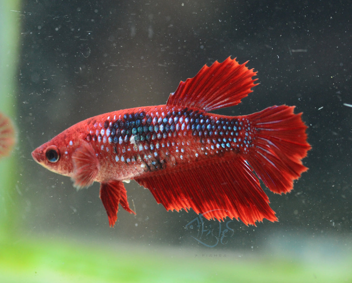 Red Marble Halfmoon Female