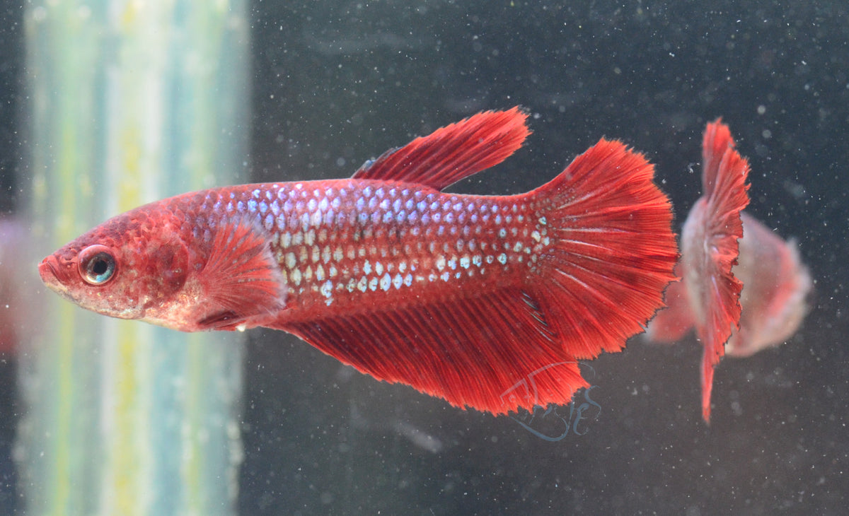 Red Halfmoon Female