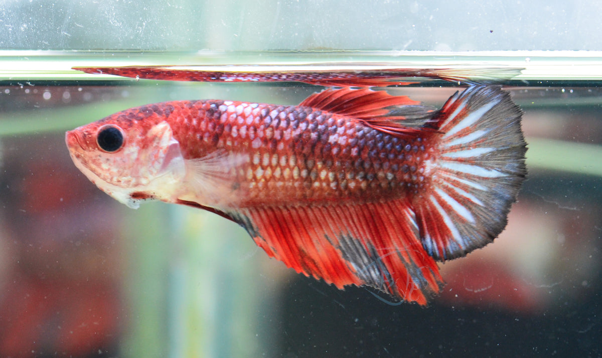 Red Marble Halfmoon Female