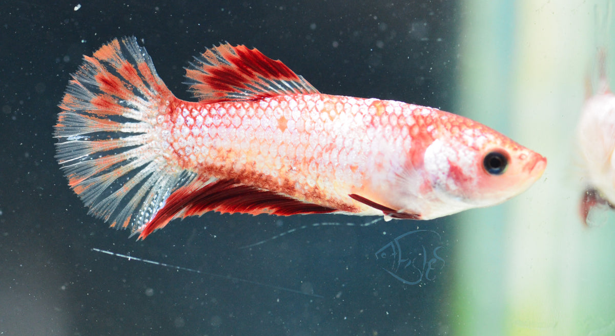 Red Painted Halfmoon Female