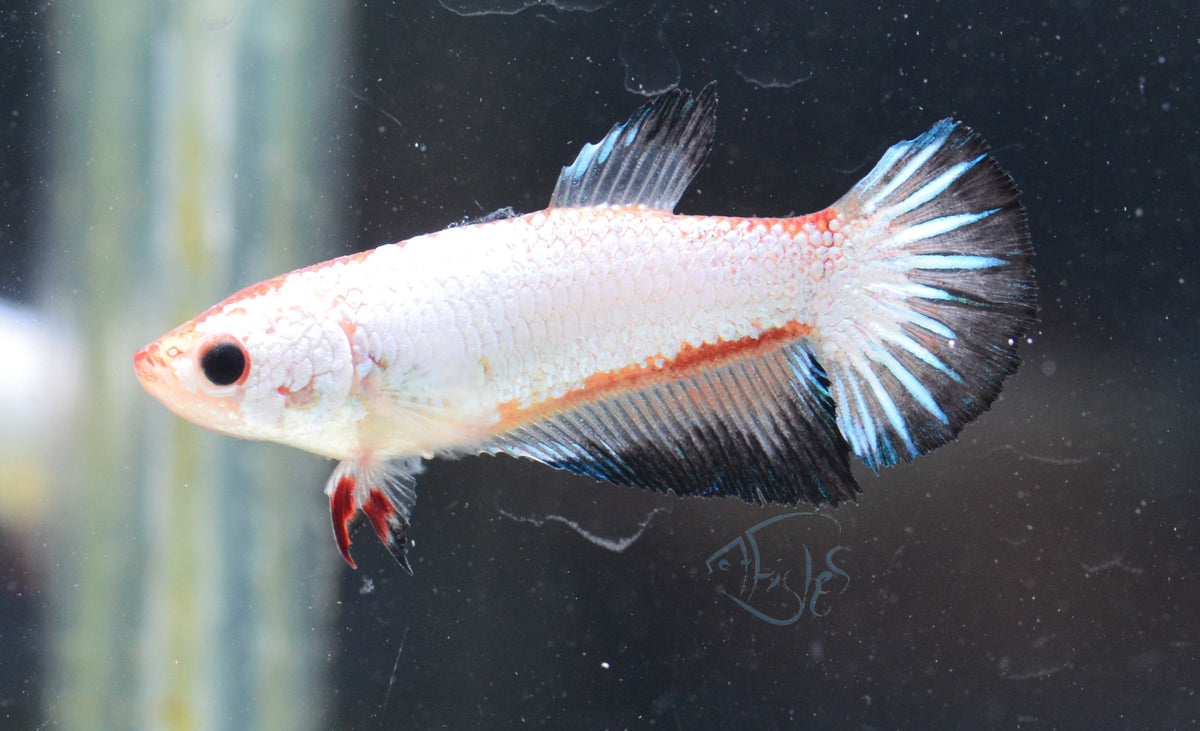 Black Rim Halfmoon Female