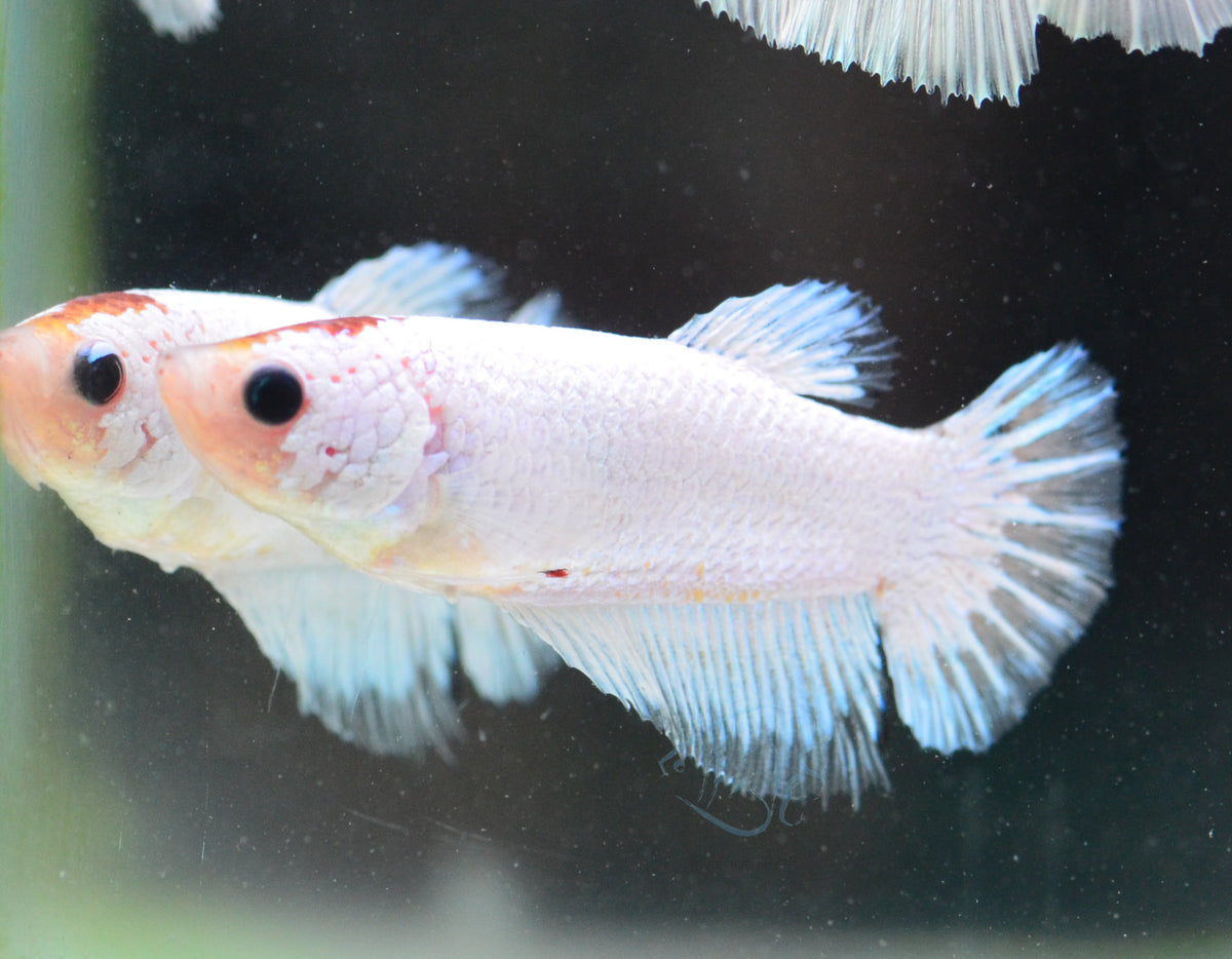 Platinum Marble Halfmoon Female