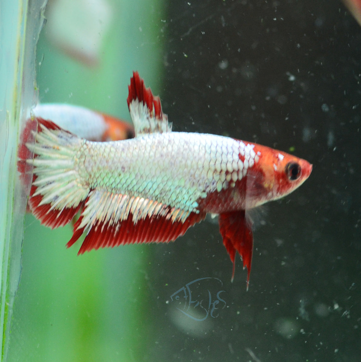 Red FCCP Plakat Female