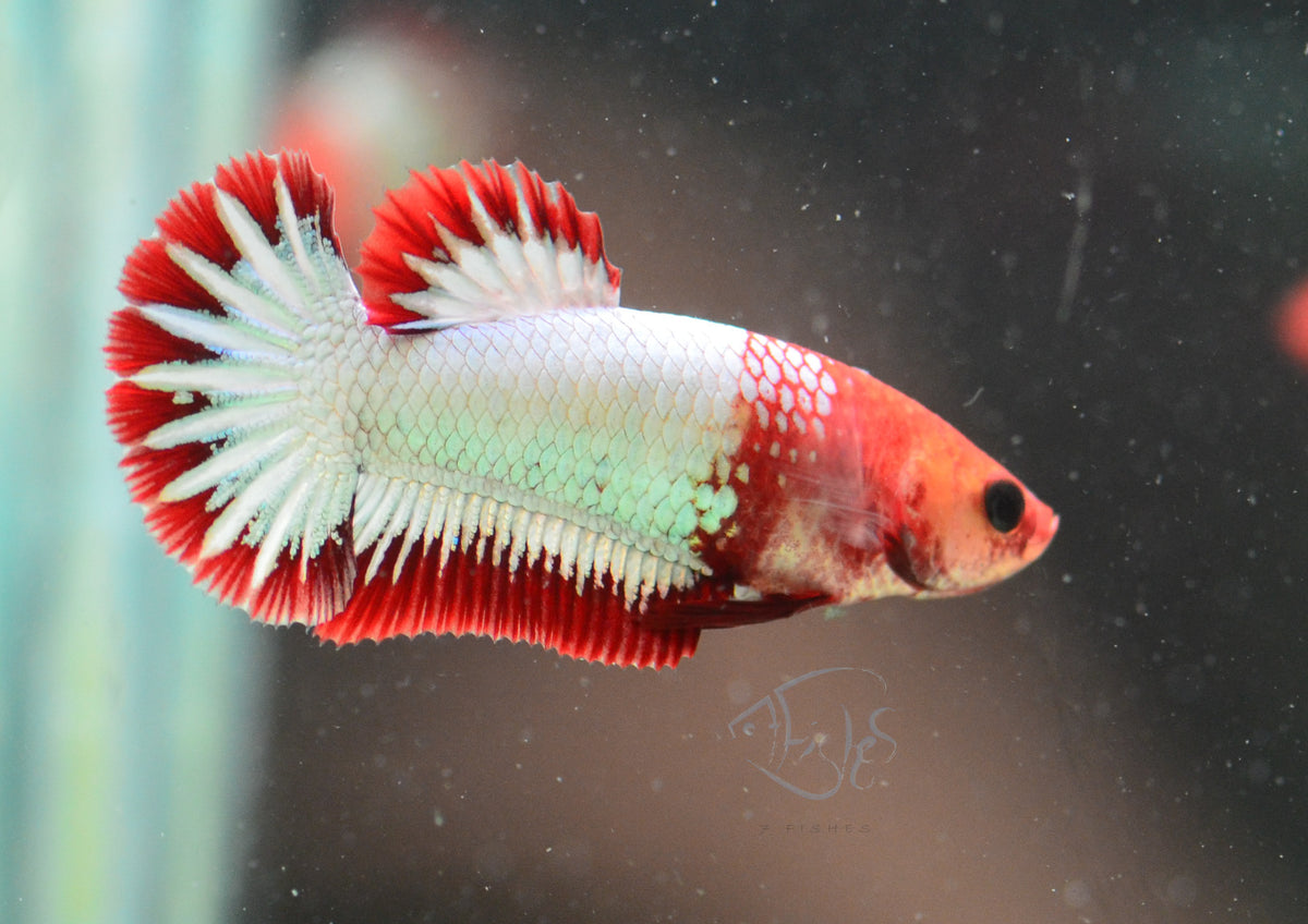 Red FCCP Startail Plakat Female