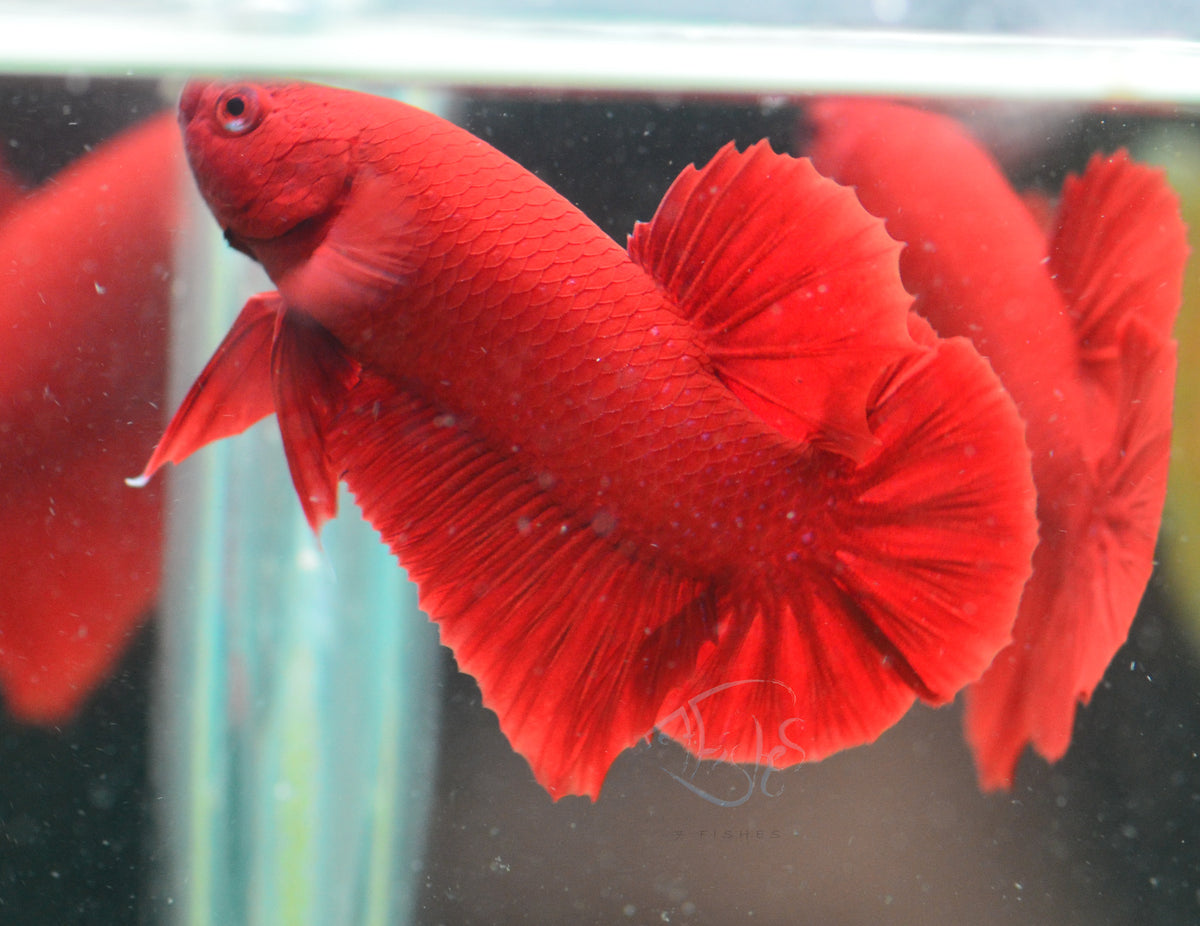 Red HMPK Male