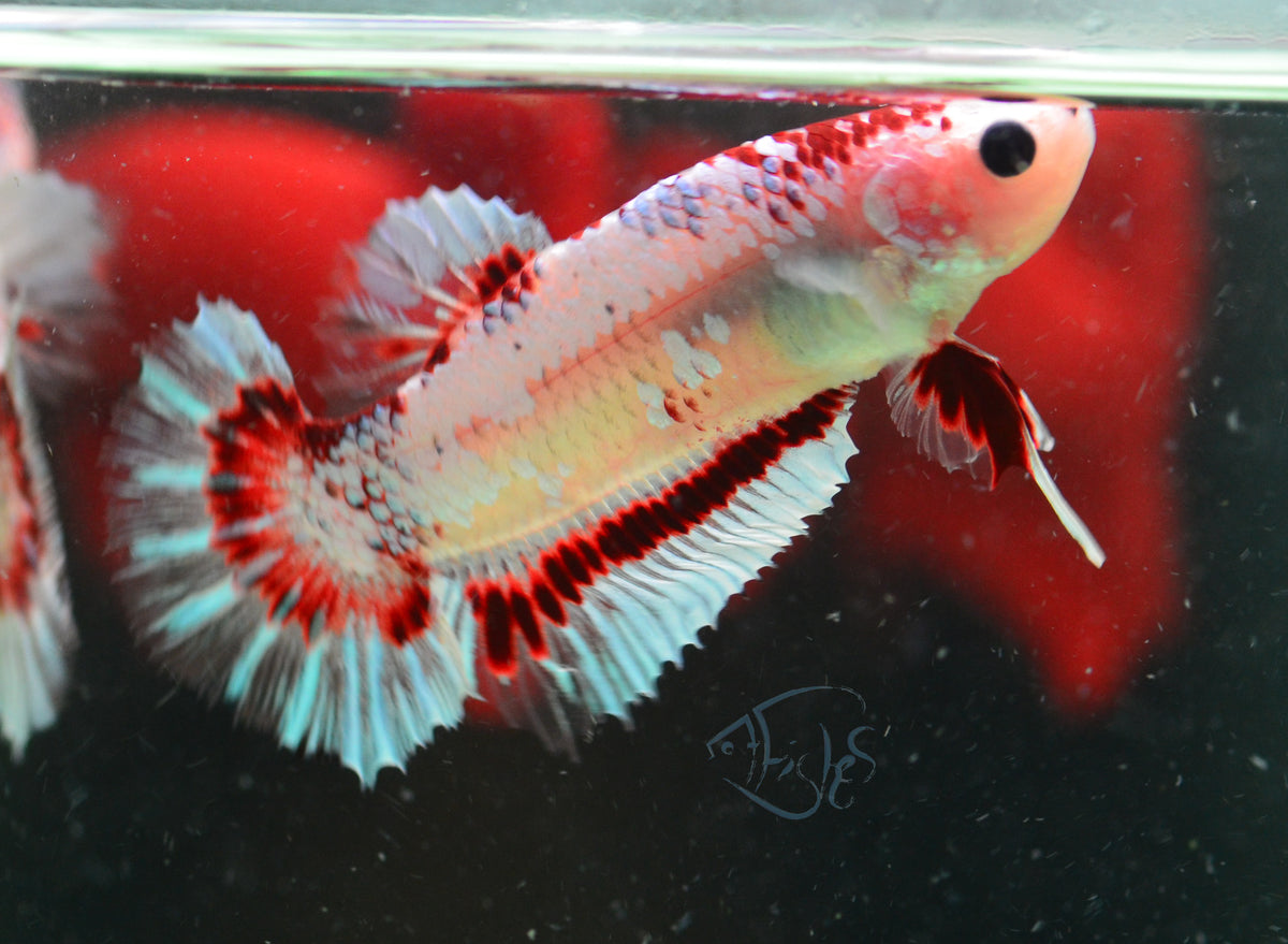 Snow Fancy HMPK Male