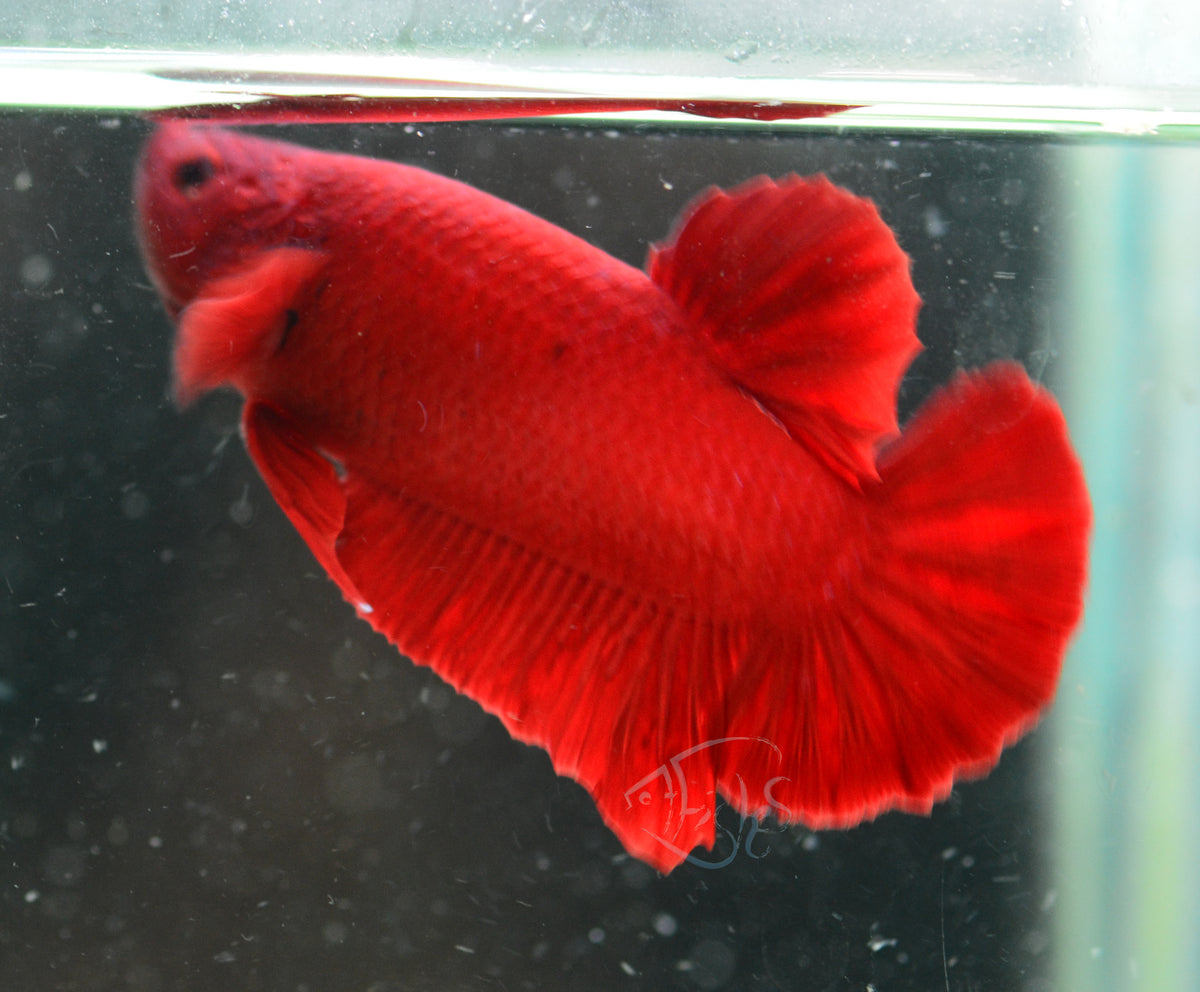 Red HMPK Male