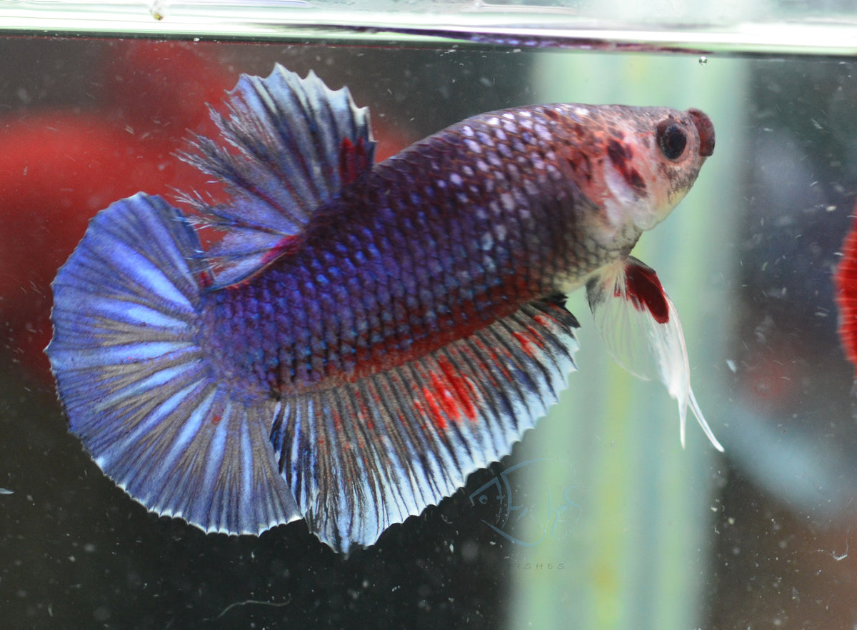 Purple Fancy HMPK Male