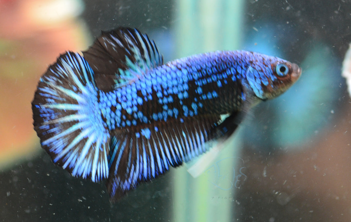 Blue Dragonscale HMPK Male