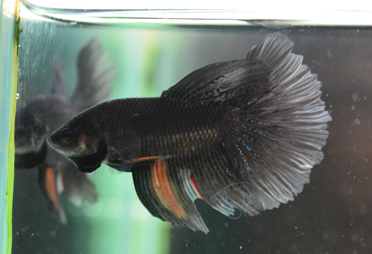 Black Delta-tail Male
