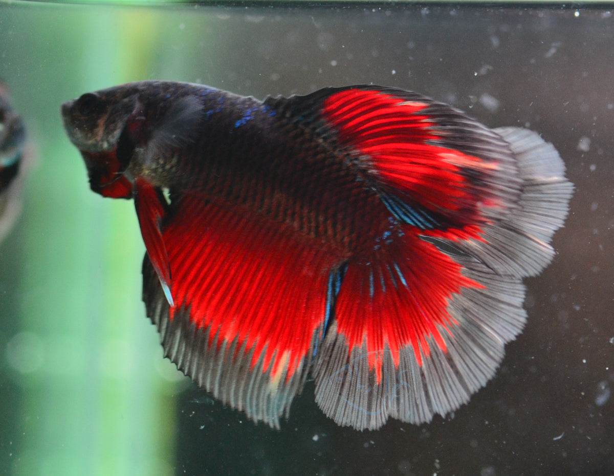 Vampire Delta-tail Male