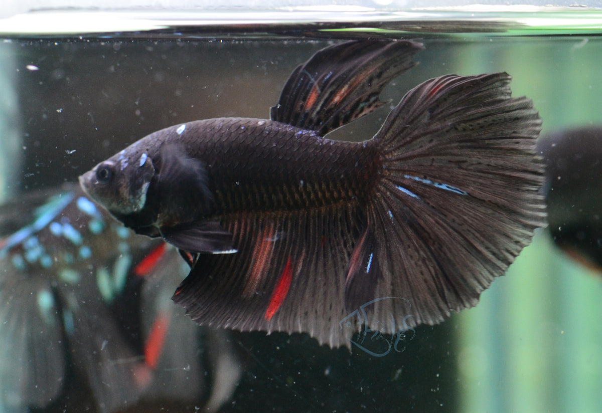 Black Fancy Delta-tail Male