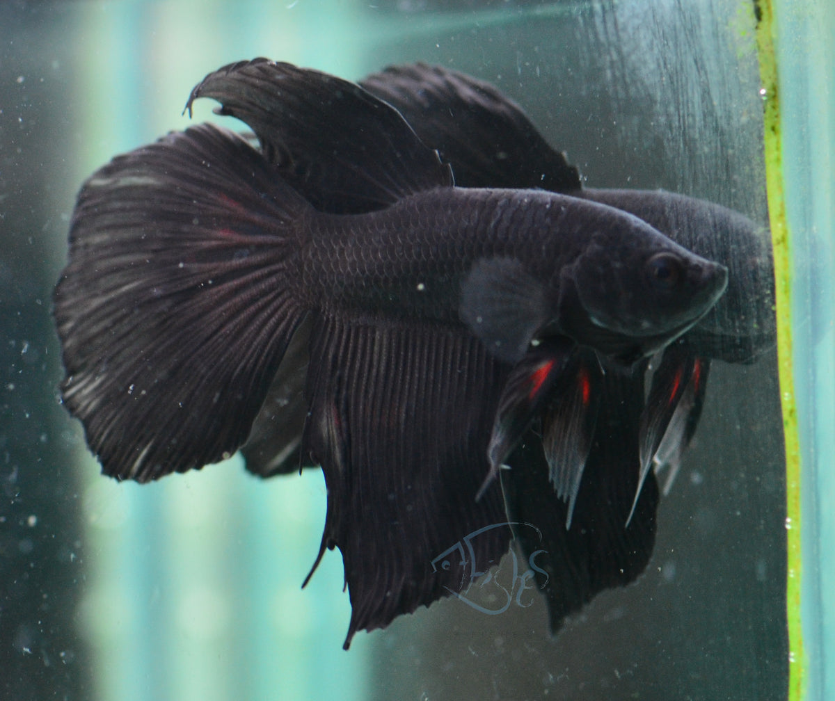 Black Delta-tail Male