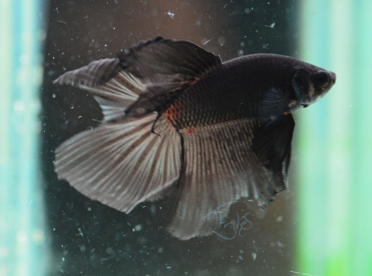 Black Delta-tail Male