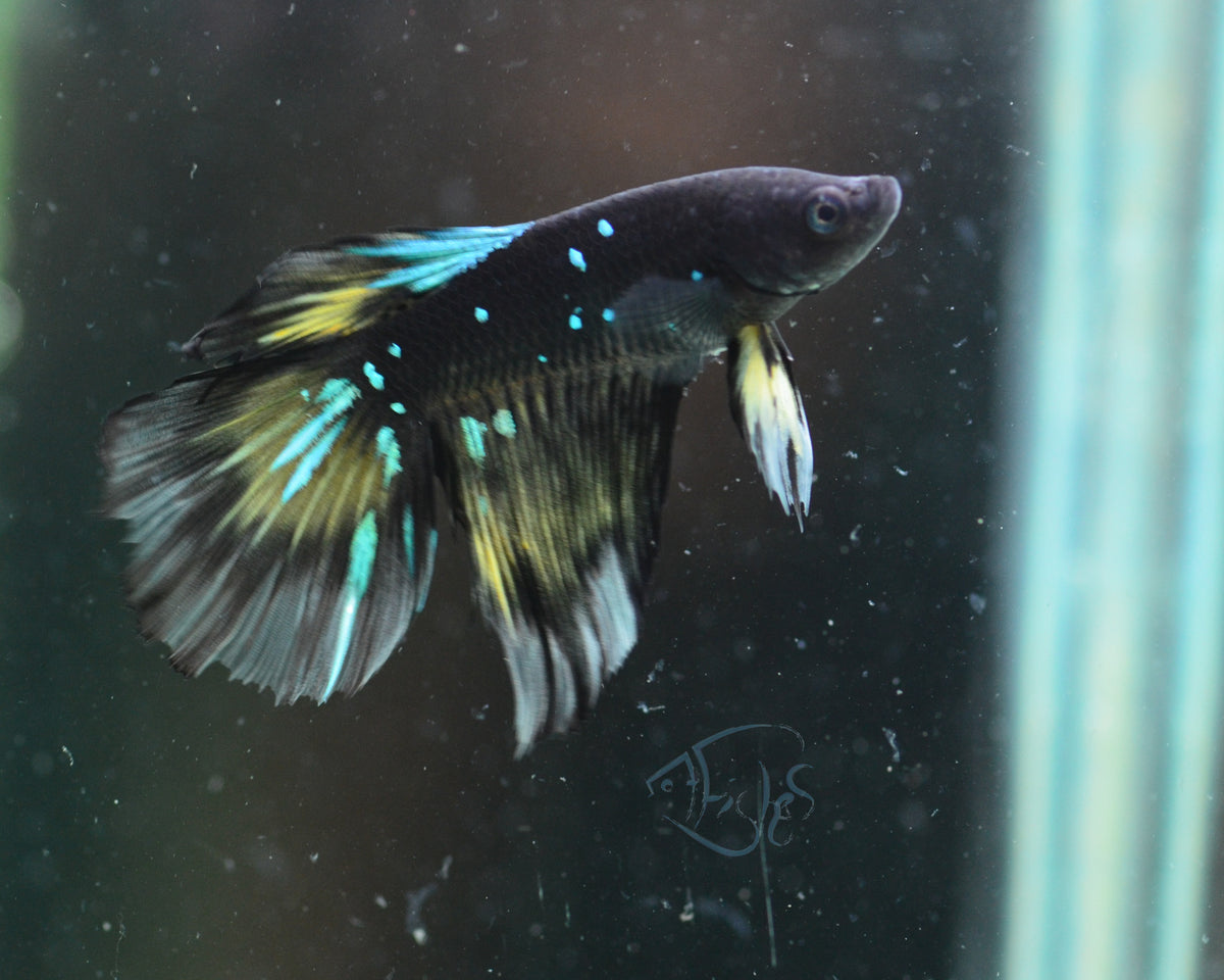 Black Galaxy Delta-tail Male