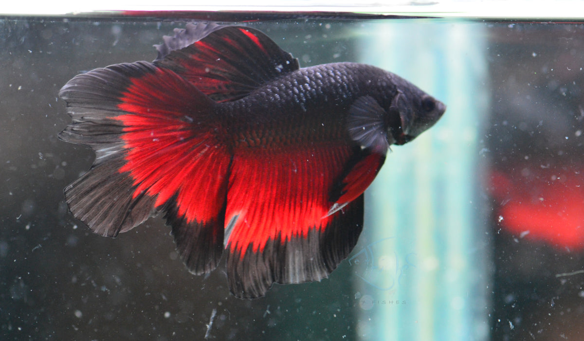 Vampire Delta-tail Male