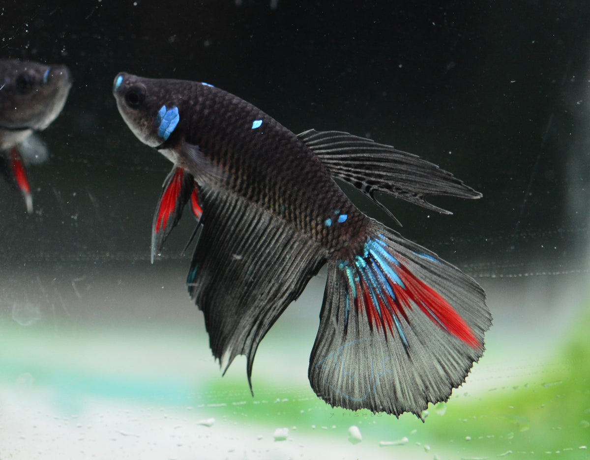Black Fancy Delta-tail Male
