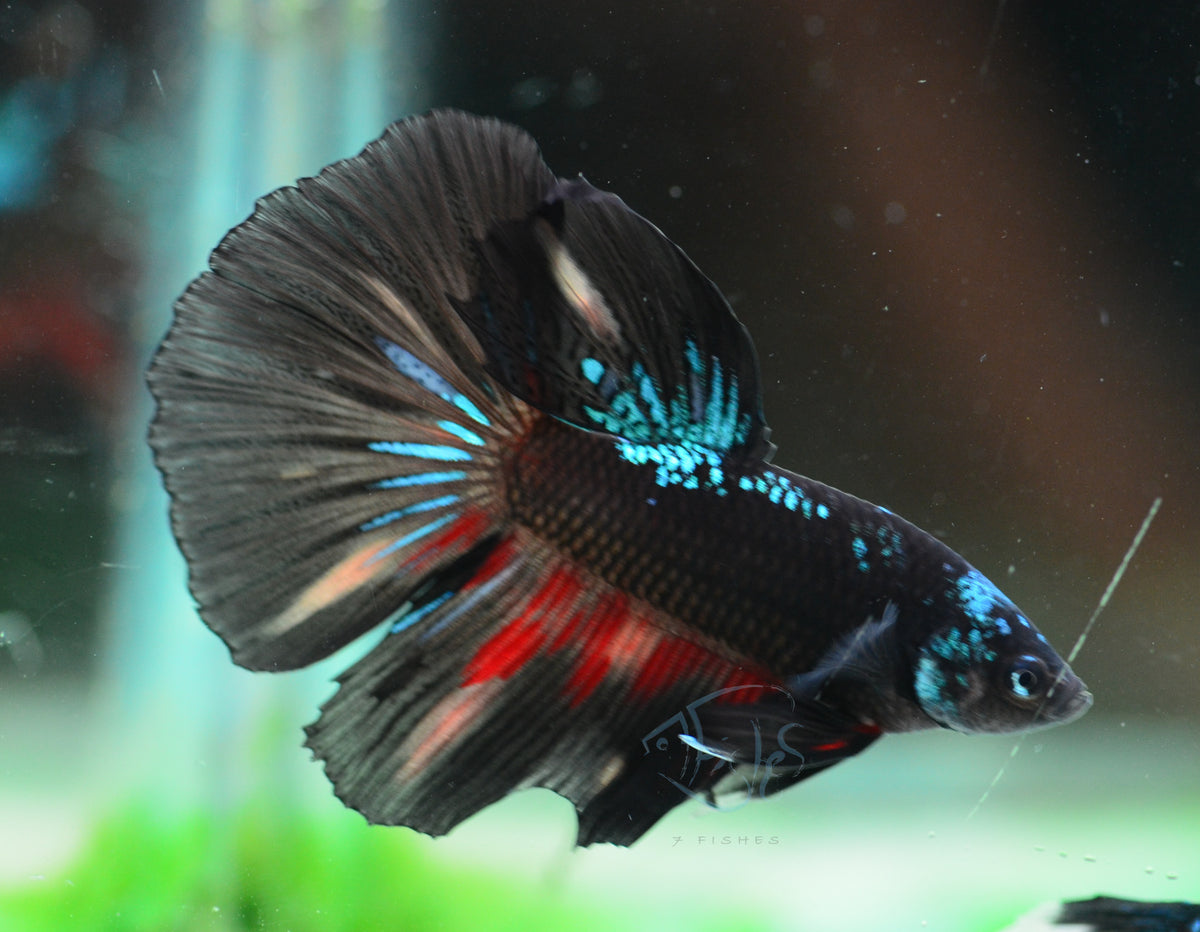 Avatar Delta-tail Male