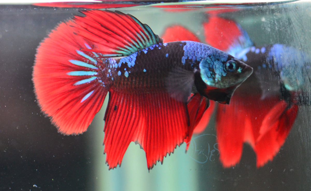 Avatar Delta-tail Male