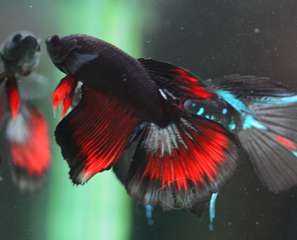Vampire Delta-tail Male
