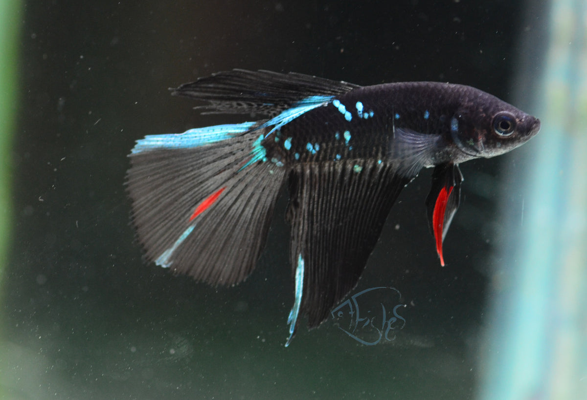 Avatar Delta-tail Male
