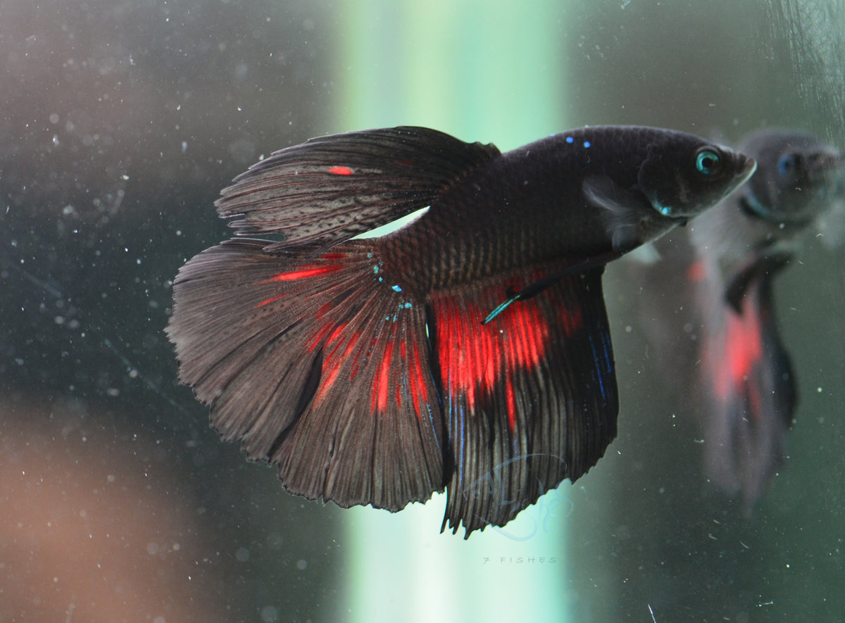 Vampire Delta-tail Male