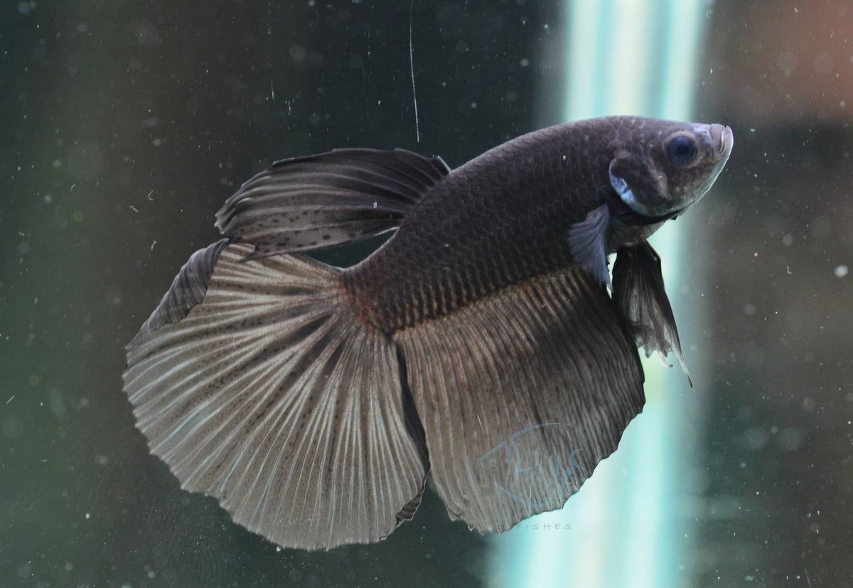 Black Delta-tail Male